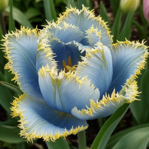 Тюльпан Махровый Амплуа купить по цене от 199р. в интернет-магазине «Посадика» с доставкой почтой в в Няганье и по всей России – [изображение №1].