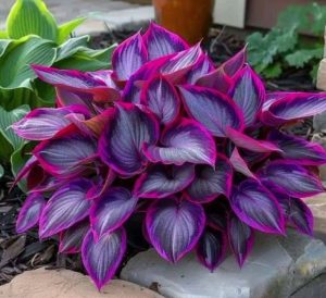 Хоста Сикрет Гарденс купить по цене от 549р. в интернет-магазине «Посадика» с доставкой почтой в в Няганье и по всей России – [изображение №1].