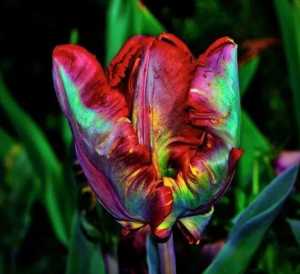 Тюльпан Эирпрайз купить по цене от 270р. в интернет-магазине «Посадика» с доставкой почтой в в Няганье и по всей России – [изображение №1].