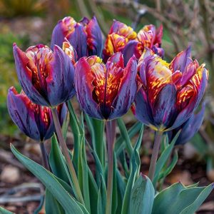 Тюльпан Опал Дрим купить по цене от 207р. в интернет-магазине «Посадика» с доставкой почтой в в Няганье и по всей России – [изображение №1].